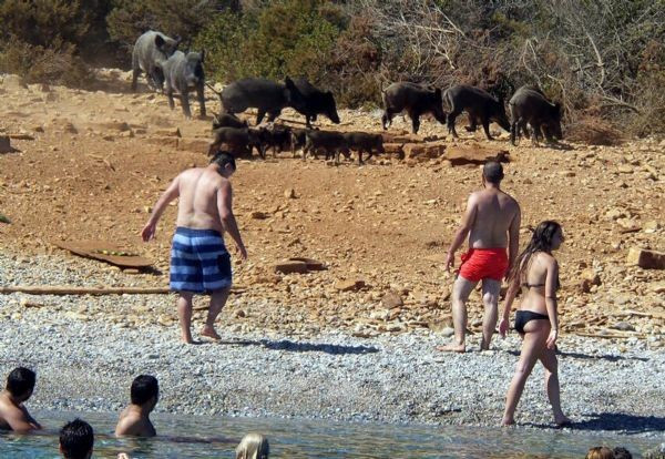Sahili domuzlar bastı tatilciler şaşıp kaldı - Resim: 3