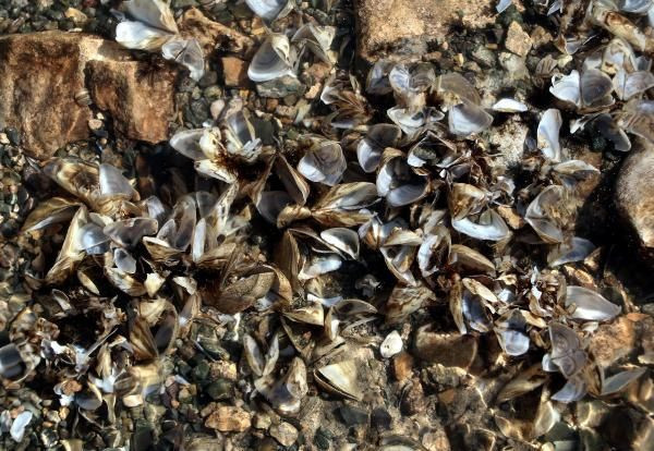 Van Gölü'nde büyük tehlike! Zebra midye tam 800 yıl sonra ortaya çıktı - Resim: 2