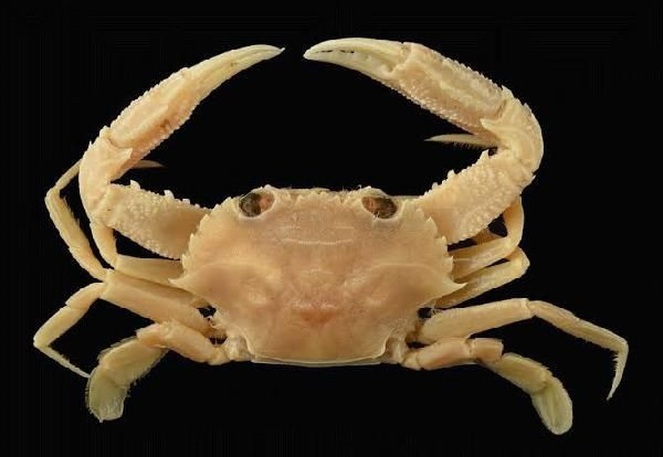 'İstilacı yengeç' tehdidi! Karadeniz'e yaklaştı - Resim: 1