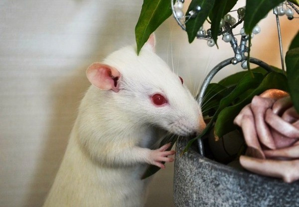 Albino olan hayvanlar - Resim: 4