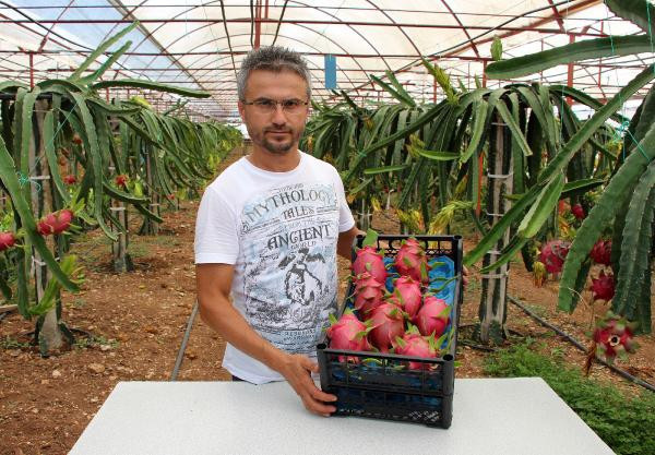 Sebzeleri söküp ejder meyvesi diktiler paraya para demiyorlar! - Resim: 3