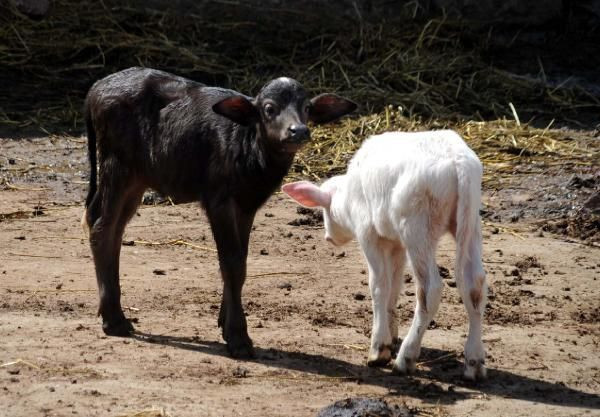 Böylesi ilk defa doğdu! Görenler şok oluyor - Resim: 1