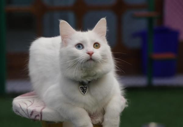 Koronavirüs salgını kedileri de vurdu! Salgın döneminde kedilerde davranış bozukluğu oldu - Resim: 3