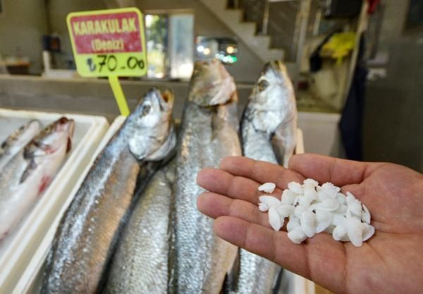 Şifalı olduğuna inanılıyor! Balık 70 kafasındaki taş 600 lira - Resim: 3