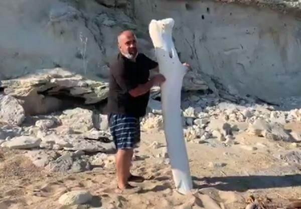 Tatilciler şaşırdı! Deniz kıyısında devasa kemikler bulundu - Resim: 3