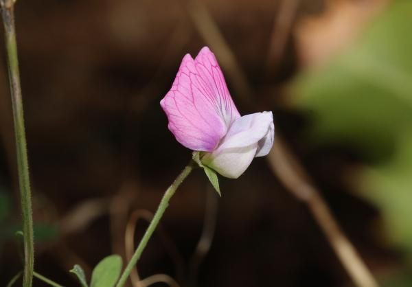 Antalya'da tarihi 2000 yıl öncesine dayanan 5 antik kentte 5 endemik bitki koruma altında - Resim: 3