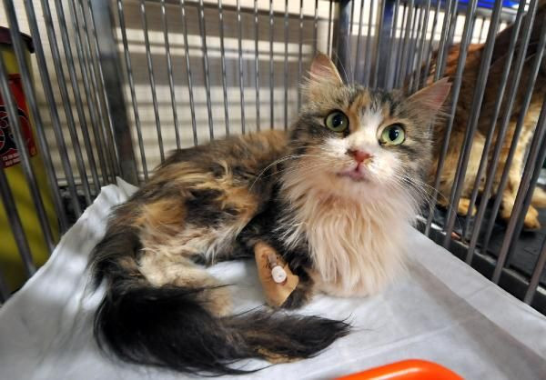 İzmir'de enkazdan günler sonra çıkartıldılar! Bakın ne isim verildi - Resim: 1