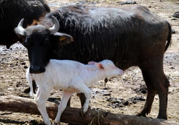 Böylesi ilk defa doğdu! Görenler şok oluyor - Resim: 4