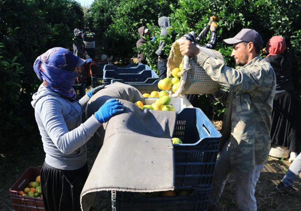 Günlük 124 liraya çalışacak işçi bulamıyorlar: Suriyeliler olmasa Türkiye’de tarım biter - Resim: 1