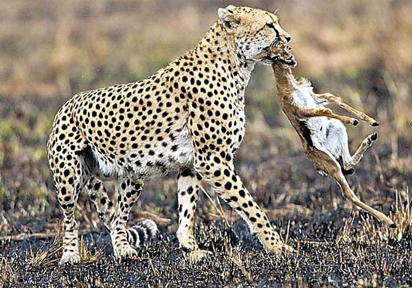 Ceylan tabana kuvvet - Resim: 3