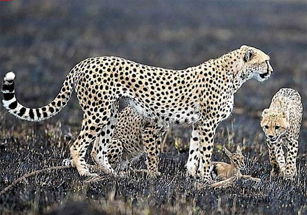 Ceylan tabana kuvvet - Resim: 4