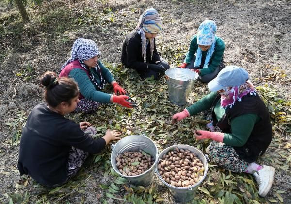 Amerika'dan geldi Antalya'da üretiliyor kilosu 40 TL'ye düştü! Patlayıcı ile koruyor - Resim: 4