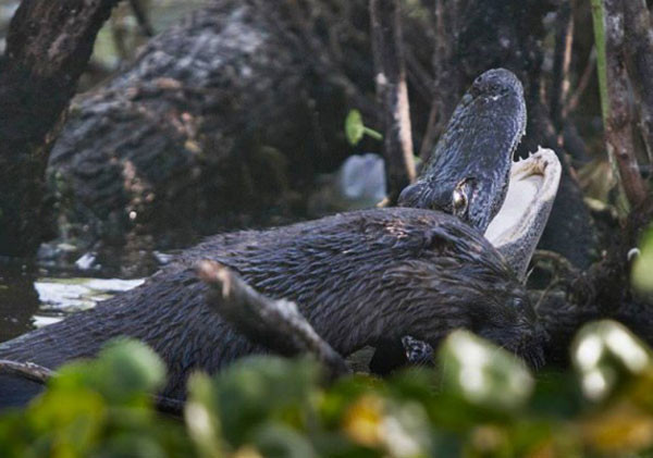 Su samuru timsahı diri diri yedi - Resim: 1