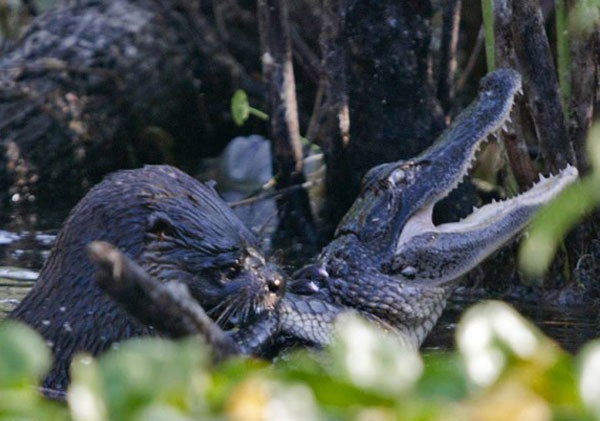 Su samuru timsahı diri diri yedi - Resim: 3