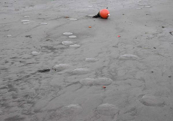 Marmara'da korkutan görüntü deniz 20 metre çekildi deprem paniği - Resim: 4