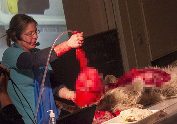 Zürafadan sonra bu kez kurt skandalı patlak verdi - Resim: 3