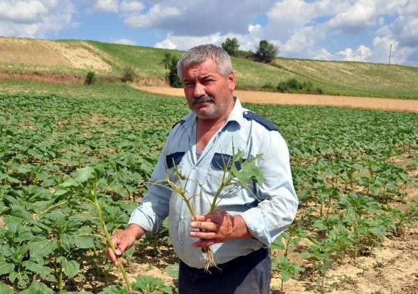 Tekirdağ'ı çekirgeler istila etti ayçiçeği tarlalarını yok ediyorlar - Resim: 2