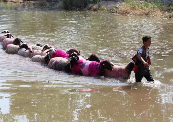 Denizli'de 800 yıllık gelenek! Korona nedeniyle bu yıl temsili olarak yapıldı - Resim: 1
