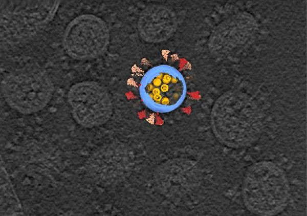 Koronavirüsün insan hücresine girdiği an ilk kez bu kadar net görüldü - Resim: 4