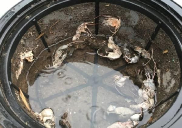 Avustralya’yı fareler bastı! Her yeri istila eden fareler bazı hastaları da ısırdı - Resim: 2