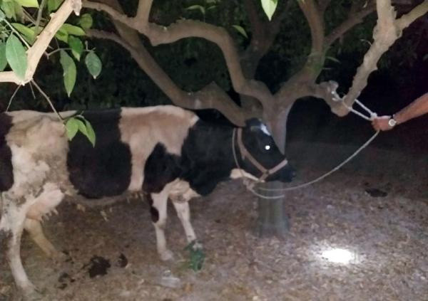 Dedesinin kefen parasını gasbedip gazinoda eğlendiler - Resim: 1