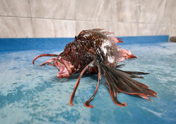 Zehirli ama yok satıyor! Kilosu 150 lirayı buluyor: Herkes onu soruyor - Resim: 2