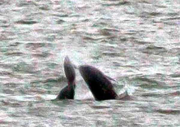 Kendi türünü katleden yunuslar şaşkınlık yarattı! - Resim: 1