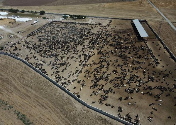 İşte Ankara'daki 'şarbon'lu çiftlik! Büyük endişe yaşanıyor - Resim: 1