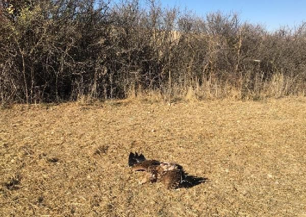 Çiple takip ediliyordu Bulgaristan'dan Ankara'ya geldi ve tüfekle vuruldu - Resim: 4