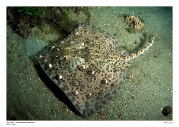 Kırmızı liste yer alıyor! Bursa'da denizde ortaya çıktı: Nesli tüm dünyada tehlike altında - Resim: 0