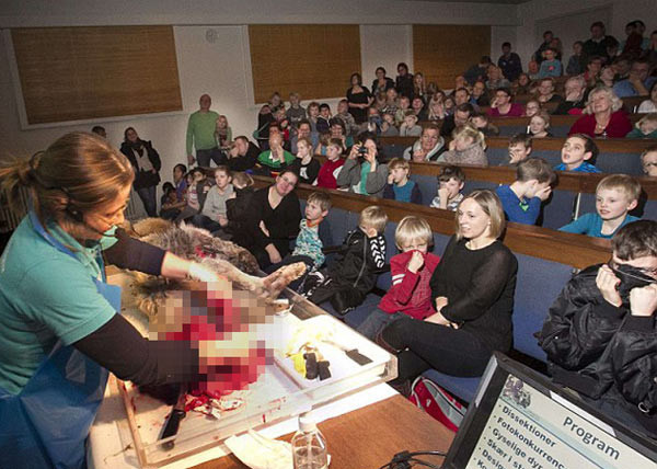 Zürafadan sonra bu kez kurt skandalı patlak verdi - Resim: 2