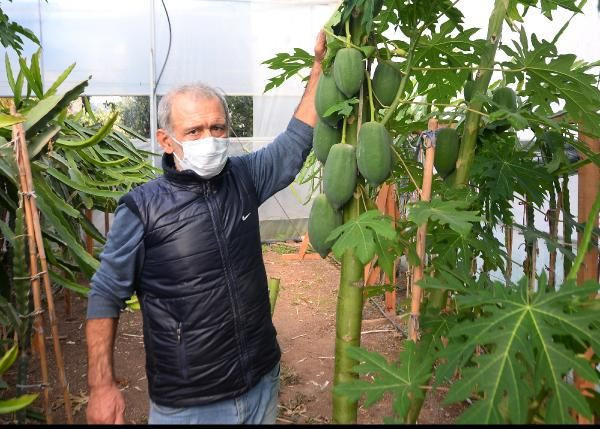 İspanya'dan Mersin'e getirip üretime başladı! Şimdi paraya para demiyor - Resim: 2