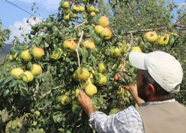 Bursa'da müşteri çıkmadı! Yüzlerce ton çürümeye terk edildi - Resim: 0