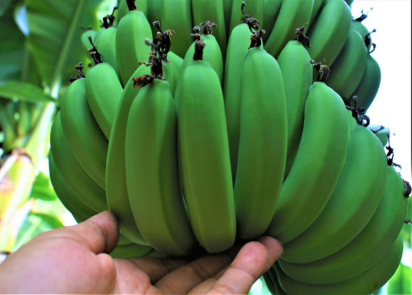 Mersinli üreticilerin sesi duyuldu! Fiyatı 10 TL'ye geriledi - Resim: 0