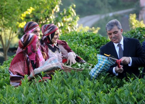 Abdullah Gül çay topladı - Resim: 1