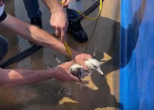 Görüntü Yalova'dan! Müsilaj nedeniyle uçamayan martı kurtarıldı - Resim: 0