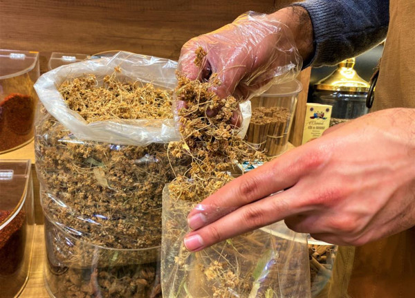 Kilosu 500 TL! Ağaçlarda bol ama toplayan yok: Altınla yarışıyor - Resim: 0