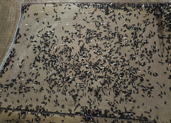 İşte Ankara'daki 'şarbon'lu çiftlik! Büyük endişe yaşanıyor - Resim: 2