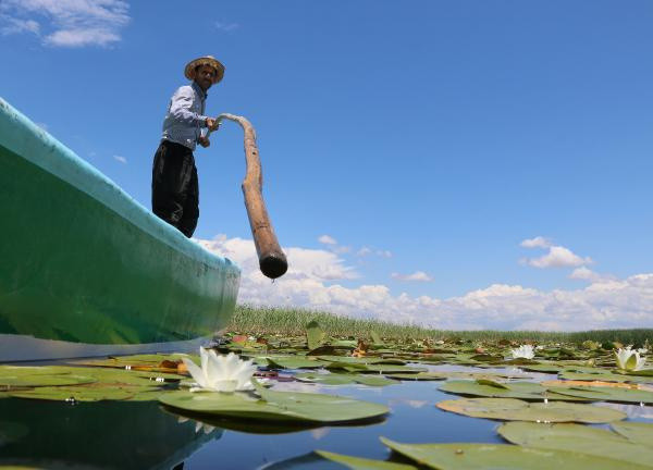 Konya'da 7 kilometre uzunluğunda! Suyu temizliyor bu çiçeği koparan yandı - Resim: 1