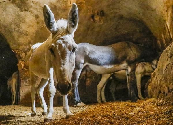 Mardin'in bütün çöpü onların sırtında! 7 yılda emekli oluyorlar - Resim: 1