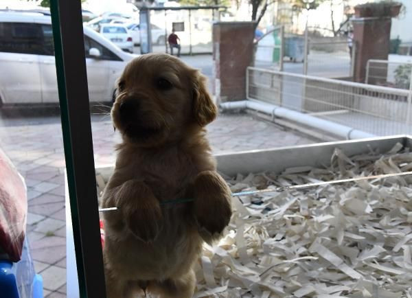 Evcil hayvan satışları sokağa çıkma yasakları sonrası patladı ancak işin içinde çıkar var - Resim: 1