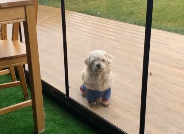 'O olmadan yaşayamam' dedi! Sivas'ta getirene 2 bin TL ödül verecek - Resim: 1