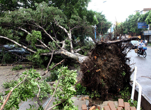 Çin'de kasırga dehşeti - Resim: 4