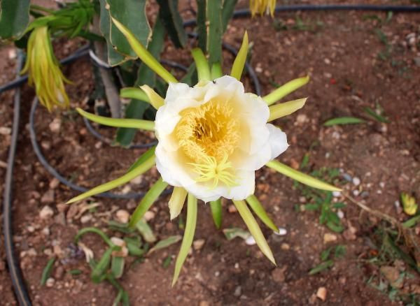 İşi gücü bırakıp ejder meyvesi yapmaya başladı! Şimdilerde para basıyor - Resim: 4