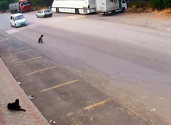 Yok böyle vicdansızlık! Bile bile... - Resim: 1