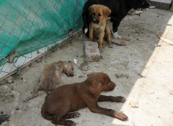 Bunu yapan insan olamaz! - Resim: 1