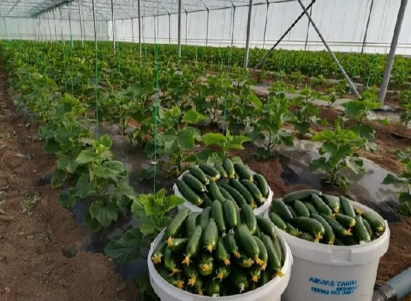 Anadolu’nun bozkırında kurduğu serada yılda 3 kez hasat yapıyor! Paraya para demiyor - Resim: 2