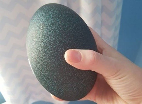 Aldığı süs yumurtasından çıktı! Gözlerine inanamadı - Resim: 2