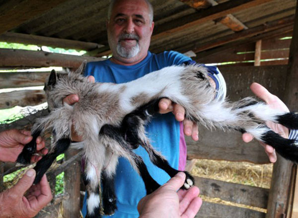 8 bacaklı keçi görenleri şaşkına çeviriyor! - Resim: 1