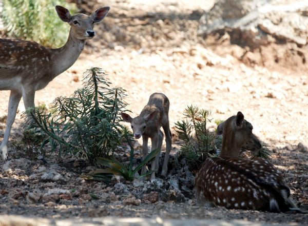Hayvanat bahçesinin yeni üyeleri  - Resim: 1